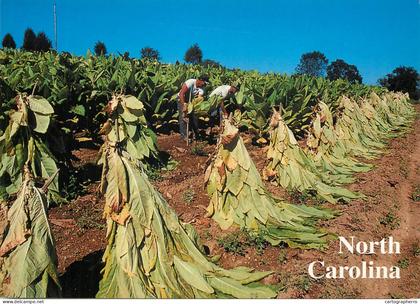 USA North Carolina tobacco fields