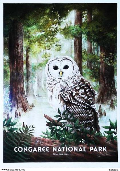 ► CONGAREE  - NATIONAL PARK -  South Carolina Owl (Chouette de Caroline du sud)