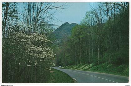 AK 227525 USA - Tennessee - Great Smokey Mountains National Park - springtime