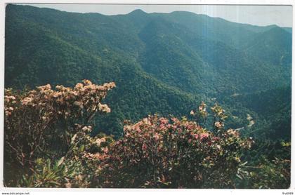 AK 227536 USA - Tennessee -Great Smokey Mountains National Park - ... Mt. LeConte