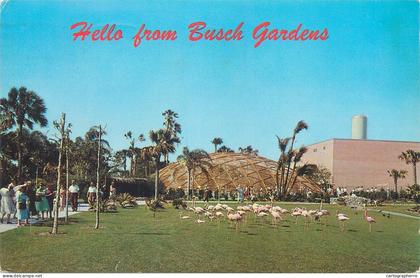 Postcard USA Fl Florida Tampa flamingos and Golden Geodesic dome 1969