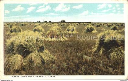 12175623 Amarillo Whet Field