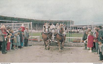 Puyallup WA - Western Washington Fair Postcard Stadium , Horses