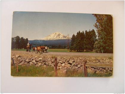 US - WA -Mount Adams -Washington -cows   D74039