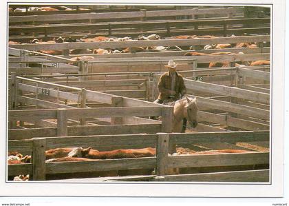 Amarillo animé Troupeau au Corral cheval cow-boy Texas