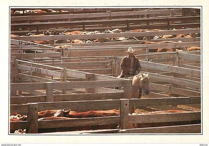 Etats Unis - Amarillo - Cattle in the corral - Au nord du Texas à Amarilio une des multiples exploitations spécialisées