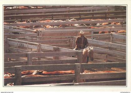 Postcard USA Texas Amarillo cattle in the corral cowboy