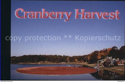 72555737 Cape Cod Mass. Cranberry Harvest Cape Cod Mass.