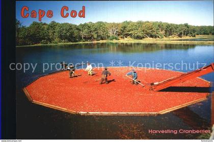 72555747 Cape Cod Mass. Harvesting Cranberries Cape Cod Mass.