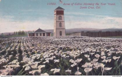 Callas Blooming Santa Bloom USA Postcard