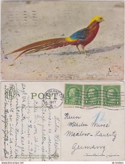 Postcard Bronx Zoological Park: Golden Pheasant 1927