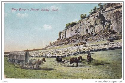 Billings Montana, Sheep Going to Market, Peck Idaho Doane Cancel Postmark, c1900s Vintage Postcard