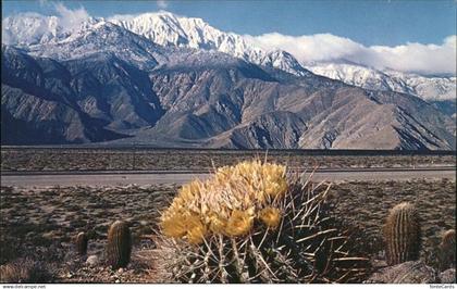 11491339 Santa Ana California Springtime contrast on the Desert Cactus Mountains