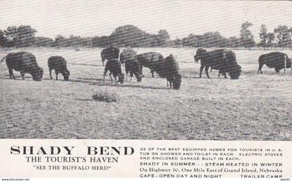 Bison American Buffalo, Grand Island Nebraska, Shady Bend Tourist Haven, Lodging c1930s/40s Vintage Postcard