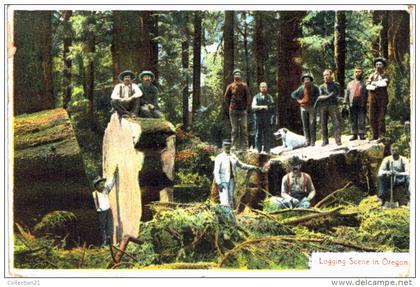 LOGGING SCENE IN OREGON