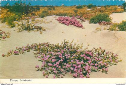 Postcard United States > AZ - Arizona > Phoenix Desert Verbenas