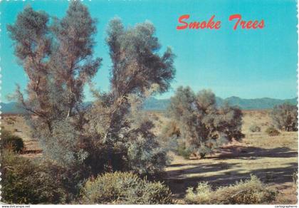 Postcard United States AZ - Arizona > Phoenix Smoke trees in a desert wash