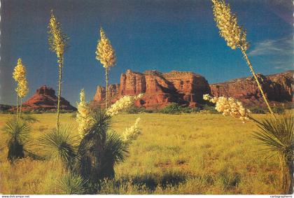 Postcard United States AZ - Arizona > Phoenix Yucca Spanish Bayonet