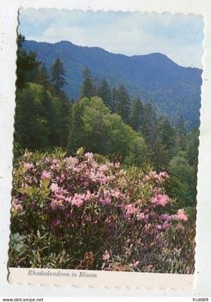 AK 056191 USA -  Tennessee - Great Smokey Mountains National Park - Rhododendron in bloom near Newfound