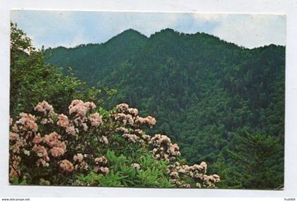 AK 093878 USA - Tennessee - Great Smokey Mountains National Park - Mountain Laurel