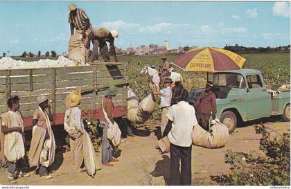 TENNESSEE - Memphis - Cotton Pickin' time