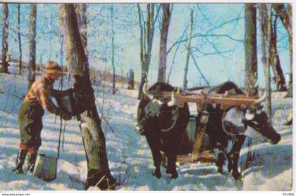 ETATS-UNIS - VT - VERMONT -  MAKING MAPLE SYRUP IN VERMONT PAIRE DE BOEUFS ATTELES -