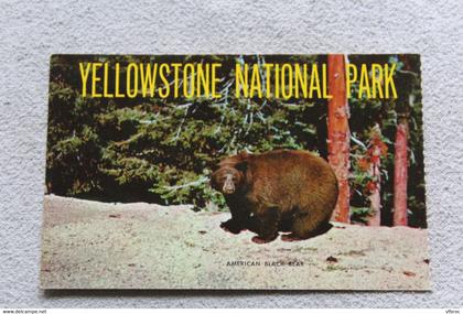 C612, american black bear, Yellowstone national park, USA, Etats Unis