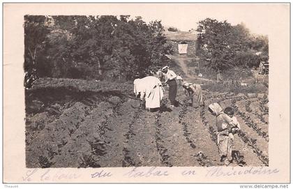 ¤¤   -   MACEDOINE  -  Carte-Photo   -  Le Labour du Tabac   -  Agriculture    -   ¤¤