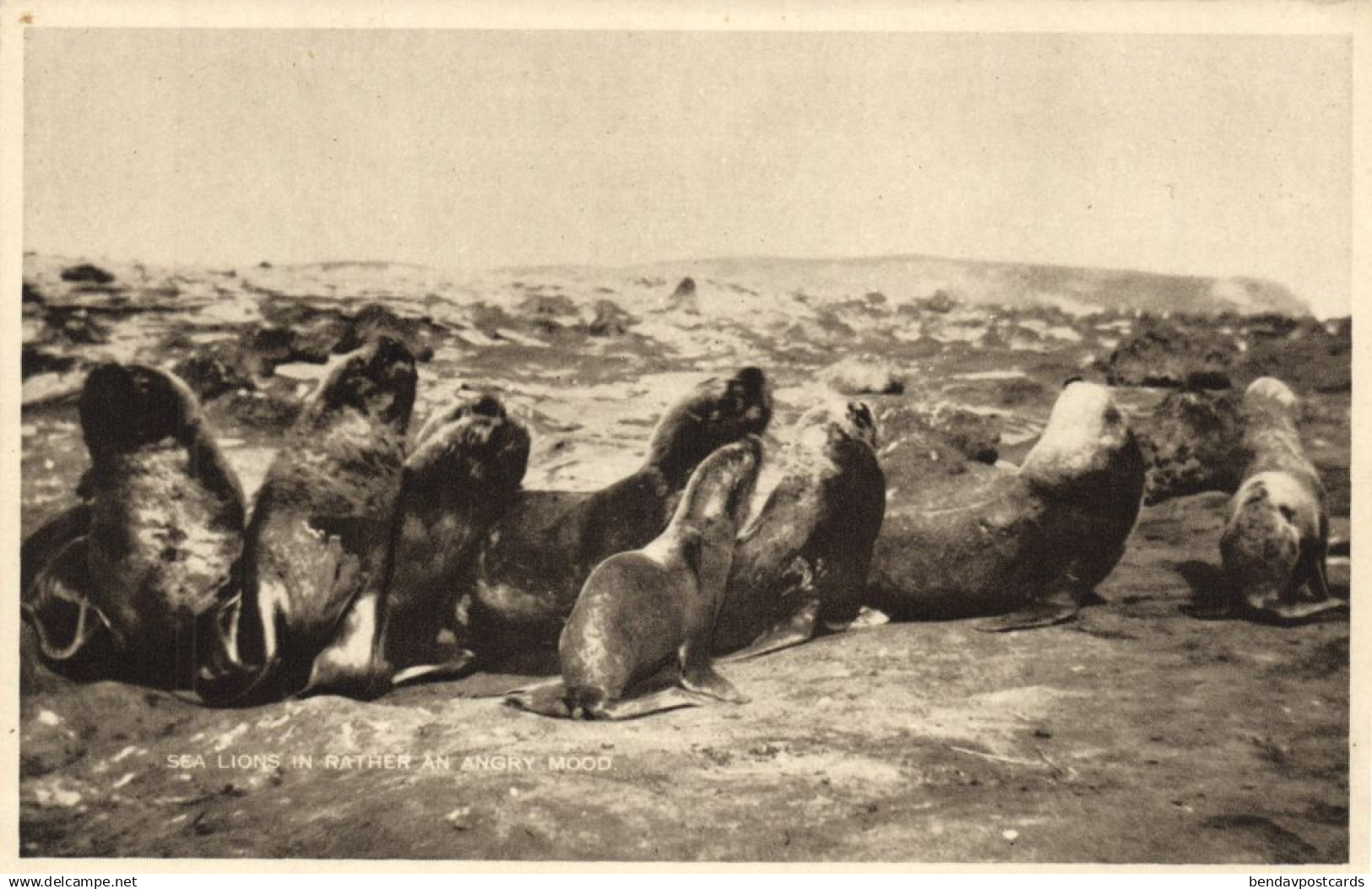 Falkland Islands, Sea Lions in rather an Angry Mood (1930s) Postcard