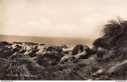 Falkland Islands / 05 - Seal Family