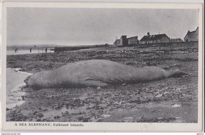 Falkland Islands A Sea Elephant Vintage Postcard