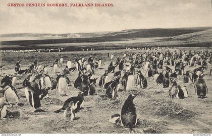 Falkland Islands, Gentoo Penguin Rookery (1910s) Postcard