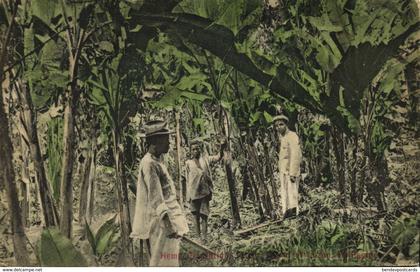 philippines, LUZON, Hemp Plantation (1907) Postcard