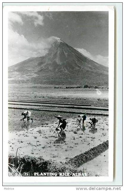 ALBAY  - planting rice.