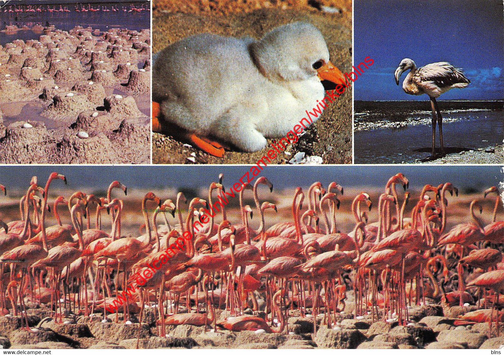 Flamingo's from eggs to beauties - Bonaire - Netherlands Antilles - Nederlandse Antillen