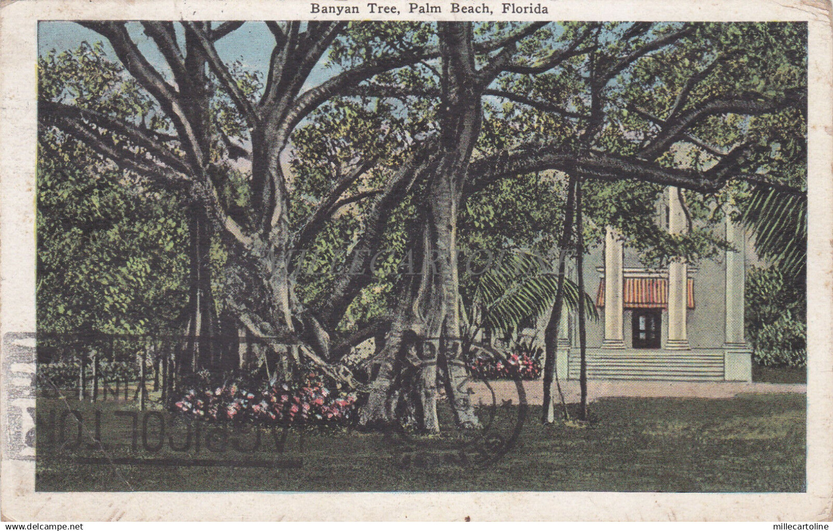 FLORIDA - Banyan Tree, Palm Beach