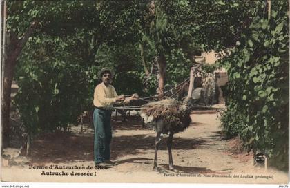 CPA NICE Ferme d'Autruches (47726)