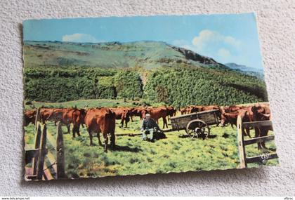 Cpm, le Cantal pittoresque, troupeaux au parc, Cantal 15