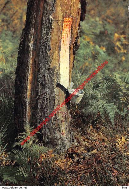 La Saignée du Pin - Landes - (40) Landes