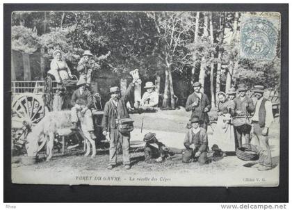 44 Le Gâvre Forêt du GAVRE (Loire-Inf) - La récolte des cêpes legume champignon panier D44D K44015K C44062C RH009881