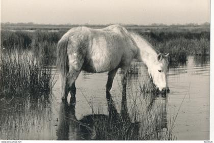 30 // AIGUES MORTES   CHEVAL  / photo ESPUNYA a Aigues mortes