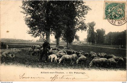 CPA AILLANT-sur-THOLON - Un Paturage (358117)