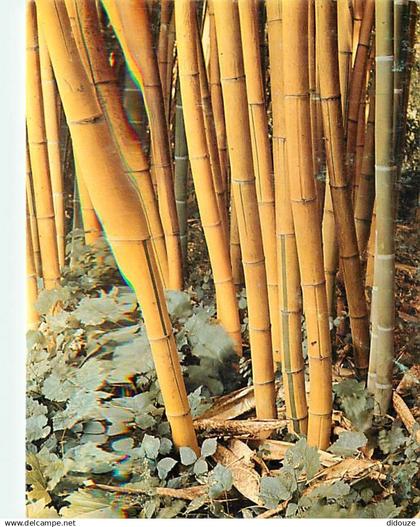 30 - Anduze - Générargues - Bambouseraie de Prafrance - Le Bambou, plante décorative - Variété, Phyllostachys Sulfurea -