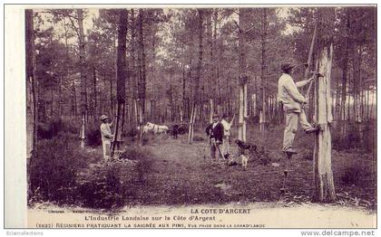 Cote d'Argent  Aquitaine     Résiniers pratiquant la saignée des pins  ( voir scan)