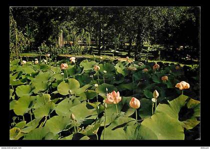 32 - Barbotan les Thermes - Les Lotus - Fleurs - Flamme Postale de Barbotan les Thermes - CPM - Voir Scans Recto-Verso