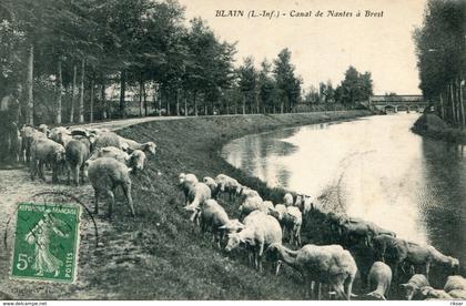 BLAIN(MOUTON)