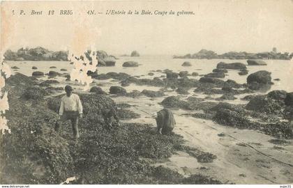 Dép 29 - Pêche - Brignogan Plage - L'entrée de la baie - Récolte du goëmon - état