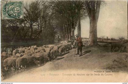Brignoles - shepherd