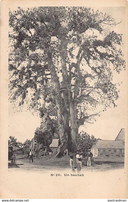 Guadeloupe - Un baobab - Ed. inconnu 20