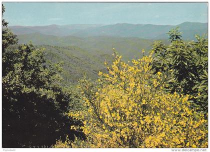 cp , RÉGIONS , LANGUEDOC-ROUSSILLON , Genêts en fleurs et châtaigniers à la Corniche des Cévènnes